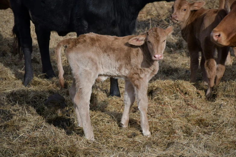 a small calf standing between a herd of cows