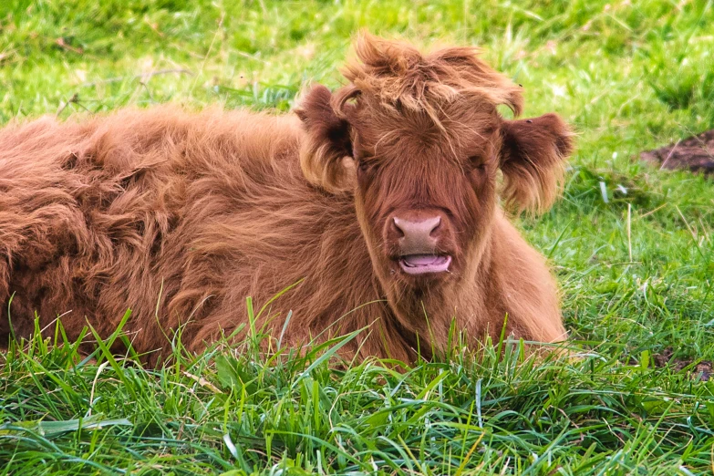 the calf is laying down in a field of green grass