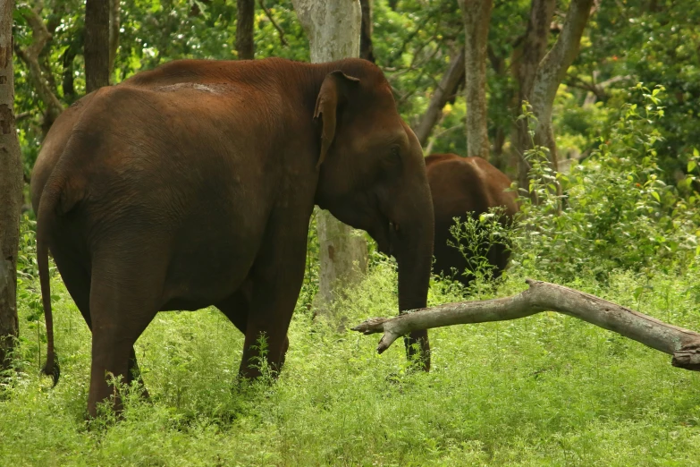 an elephant standing in some trees eating leaves