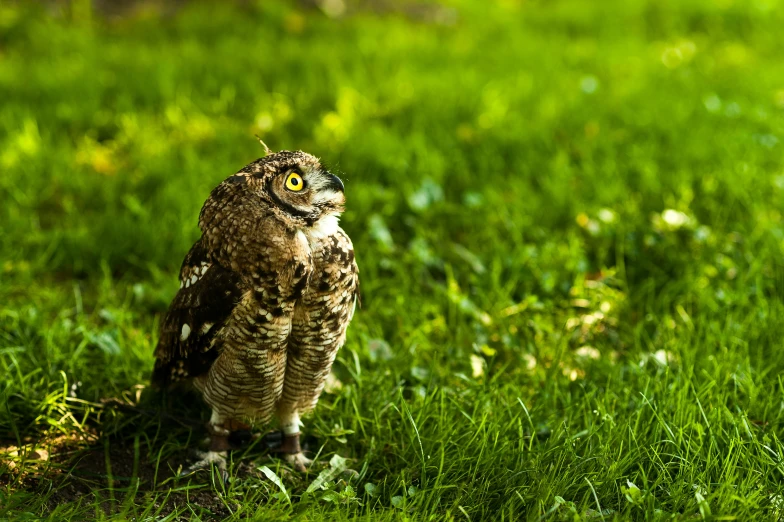 an owl is standing alone on the grass