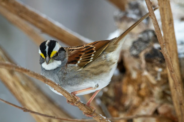 a close up of a bird on a tree limb