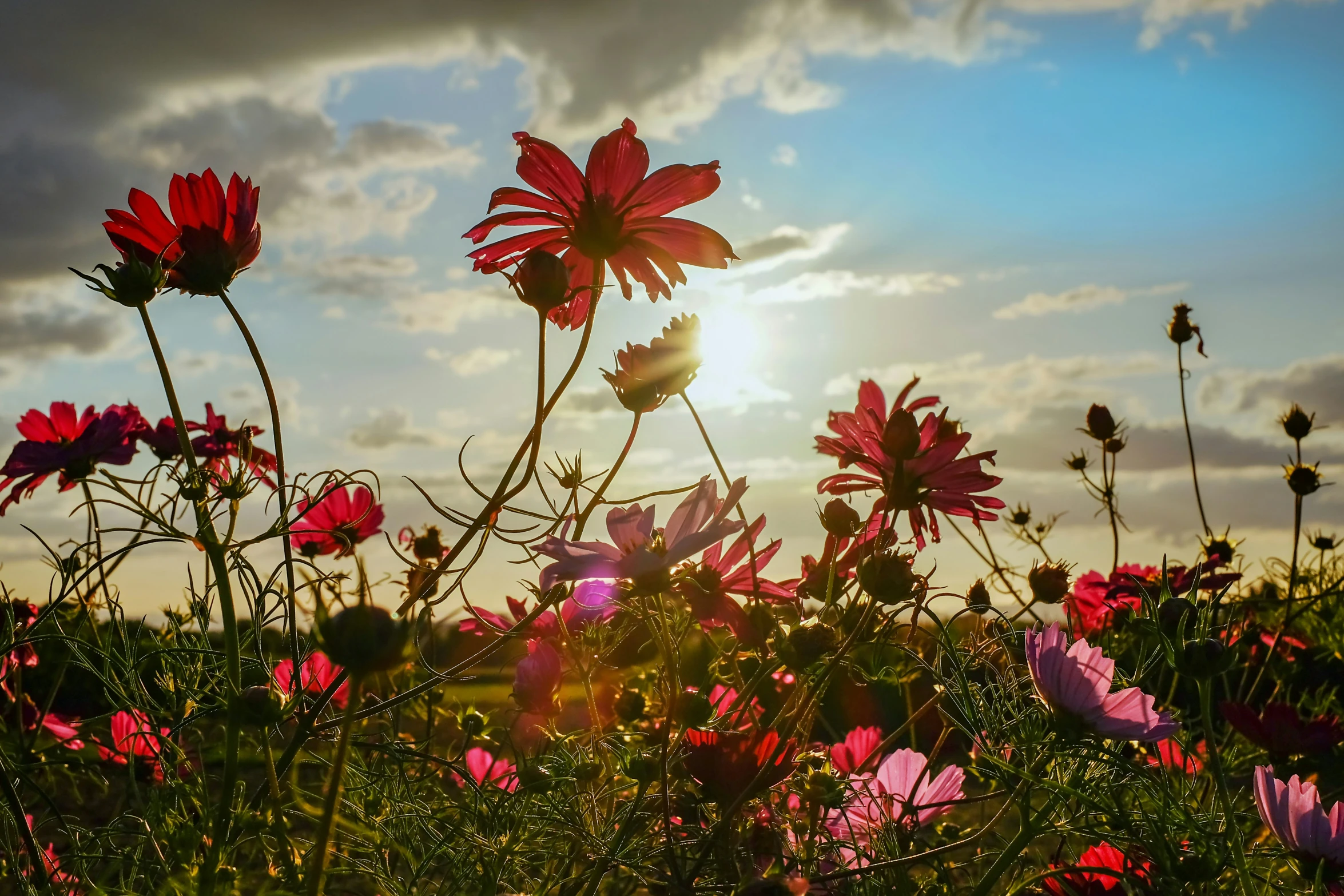 the sun is coming through the clouds over pink flowers