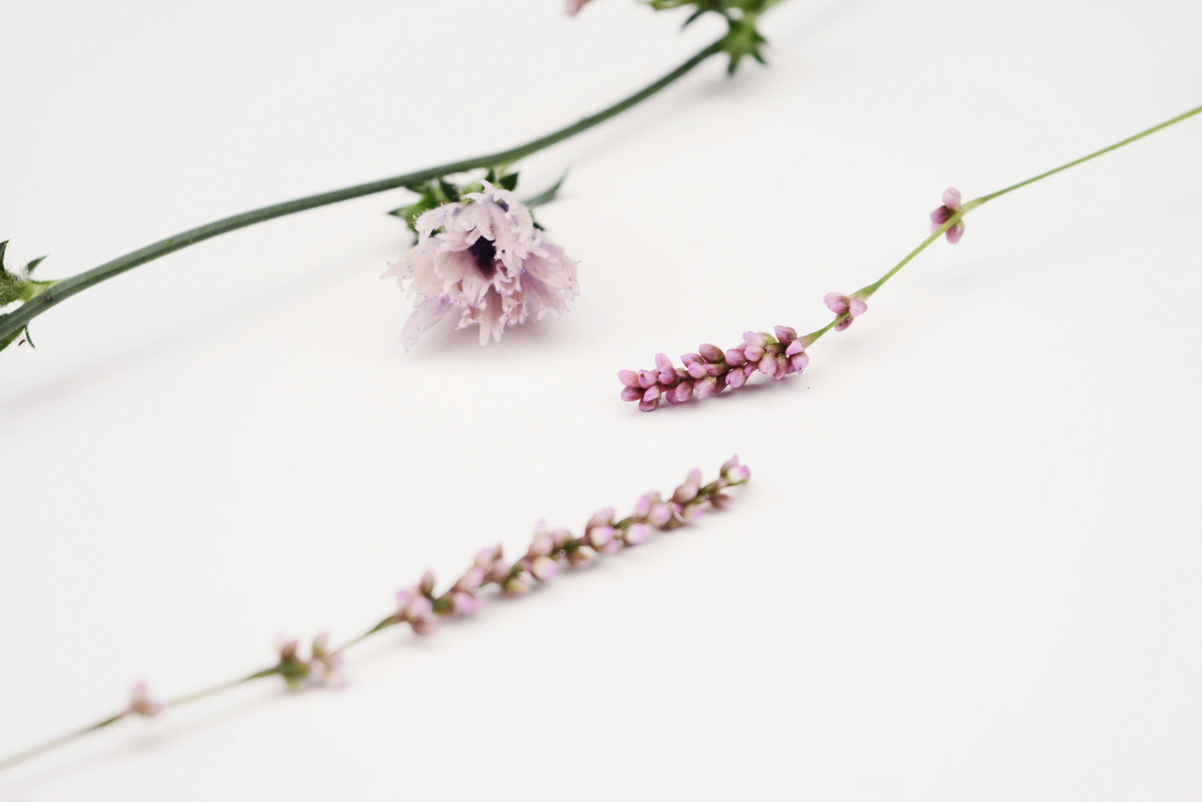 some pink flowers laying on a white surface