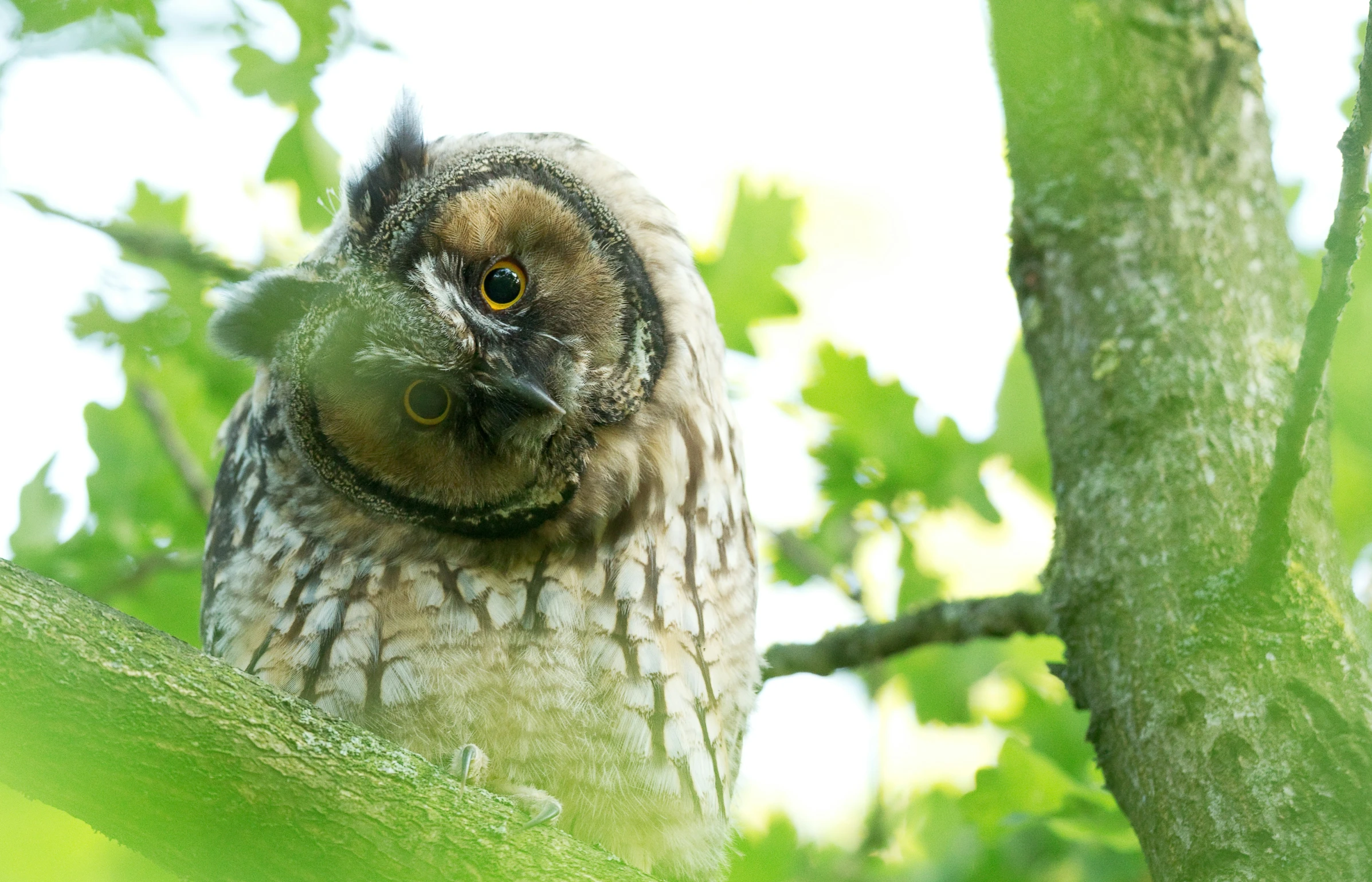 a bird is sitting on a nch of a tree