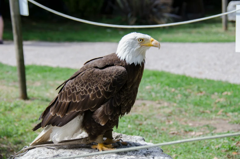 an eagle perched on a rock in front of some grass