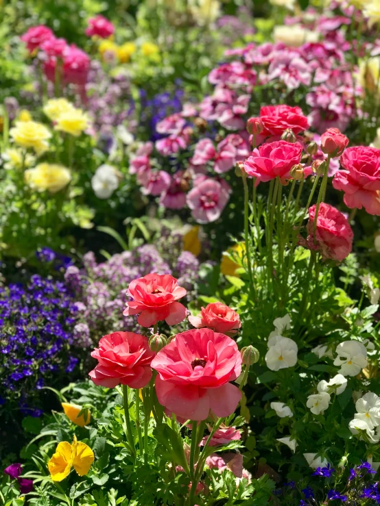 colorful flowers in a garden in full bloom