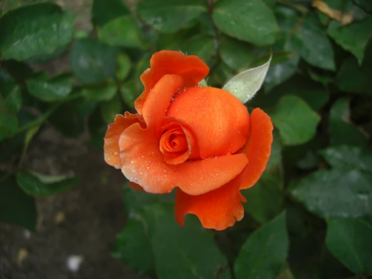 a small orange rose with water droplets on it