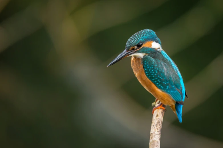 a small bird with a blue body sitting on a twig