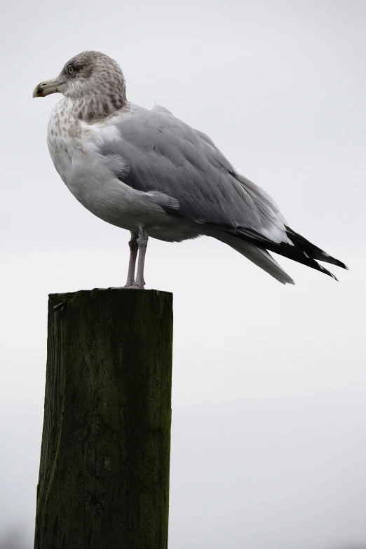 a seagull is standing on top of a wooden pole