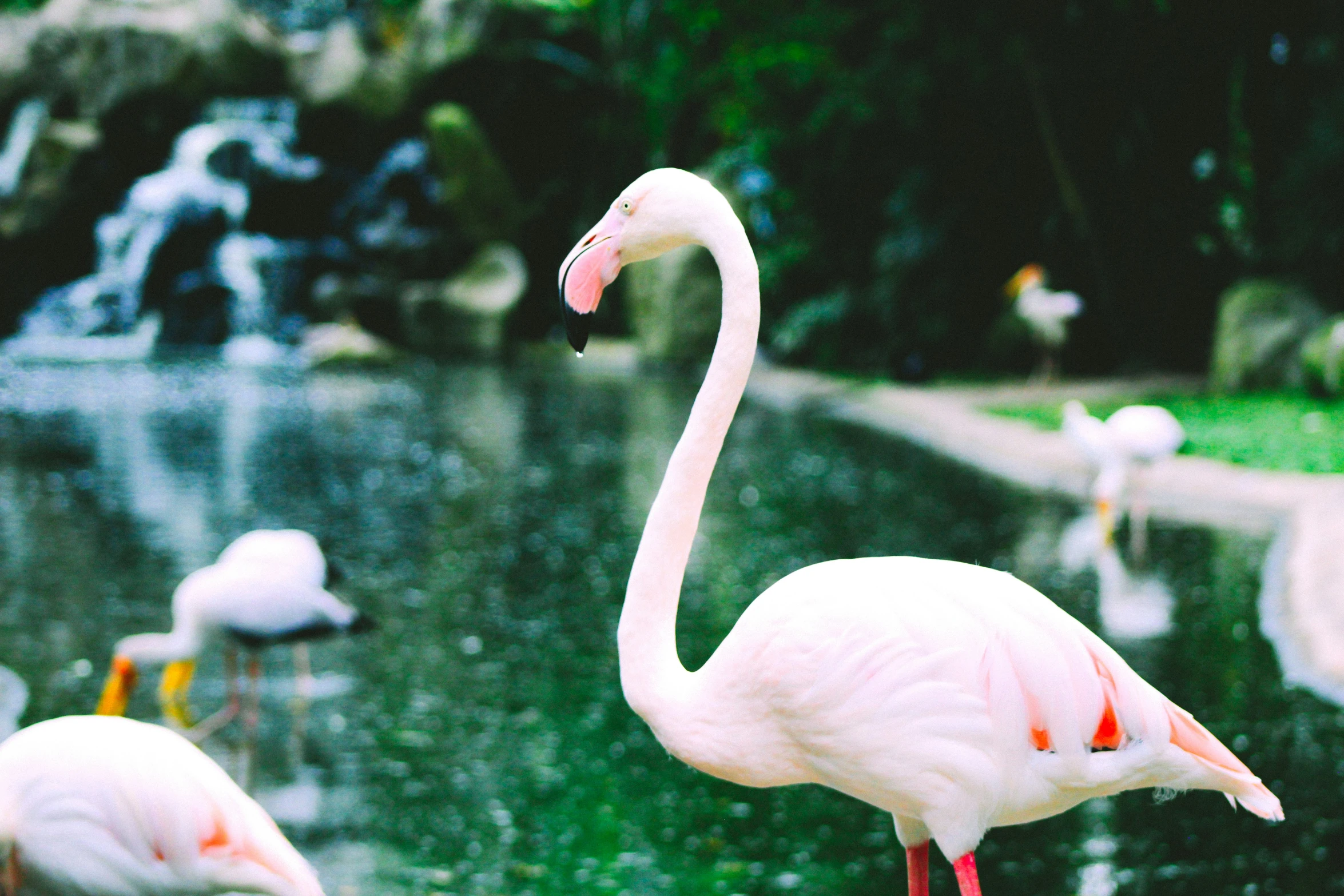 a flock of flamingos that are standing in the grass