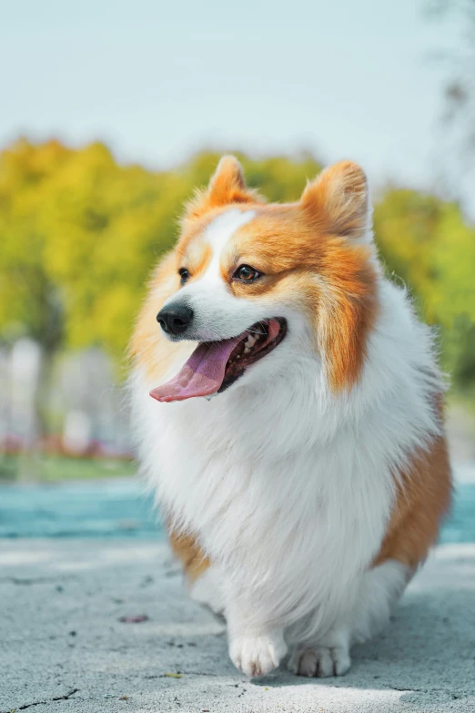 a dog is sitting and smiling while on the ground