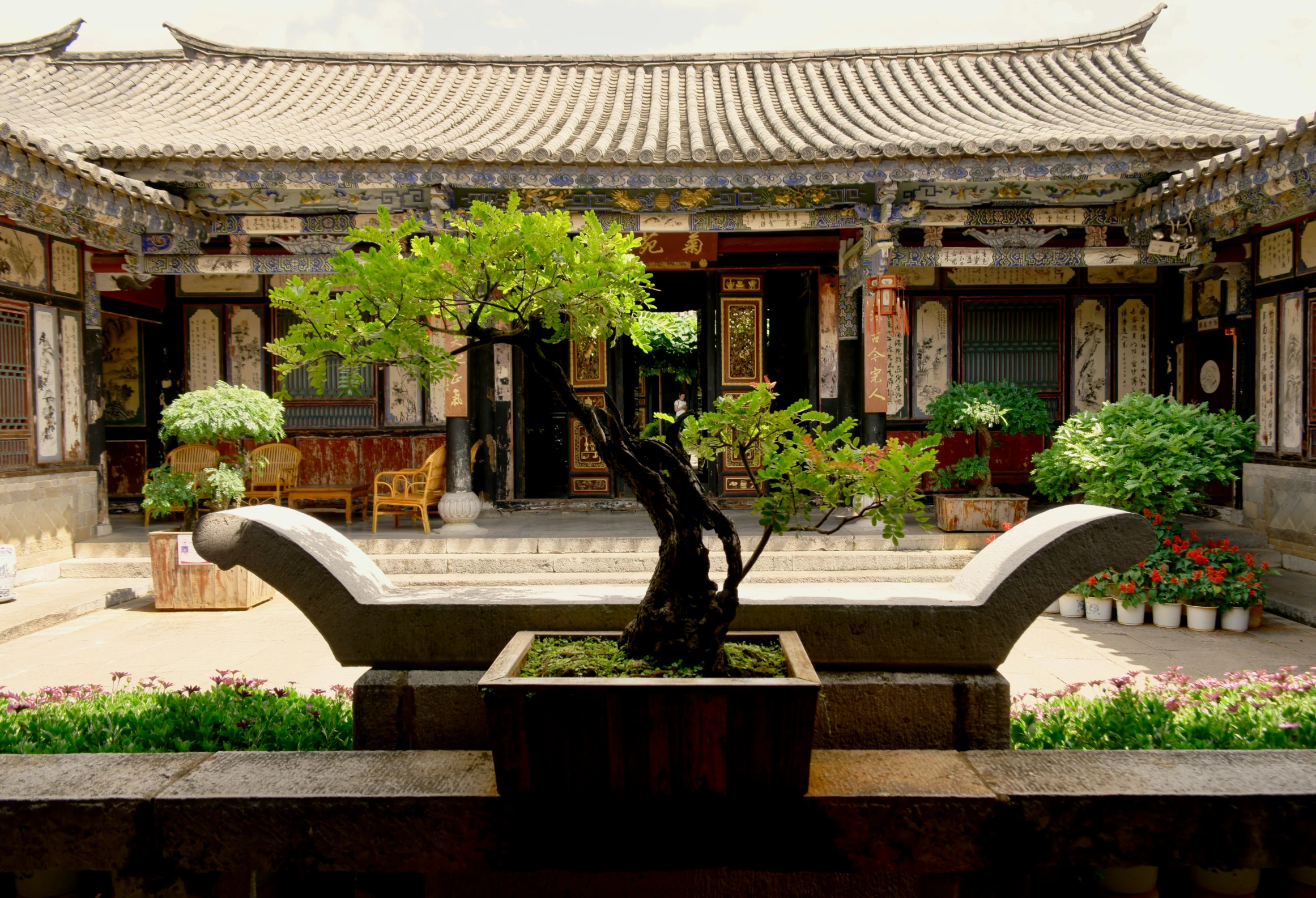 bonsai tree in small pot outside an outdoor building