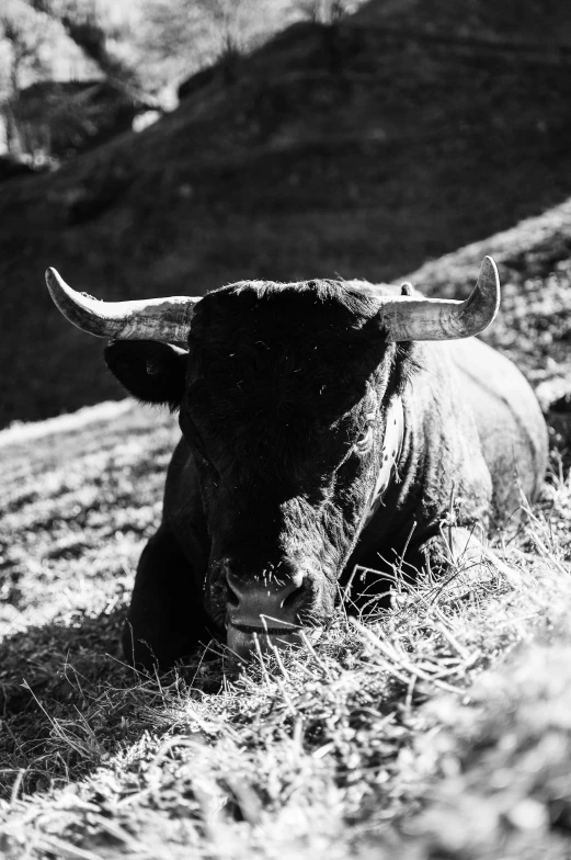 the bison has long horns while resting on the mountain