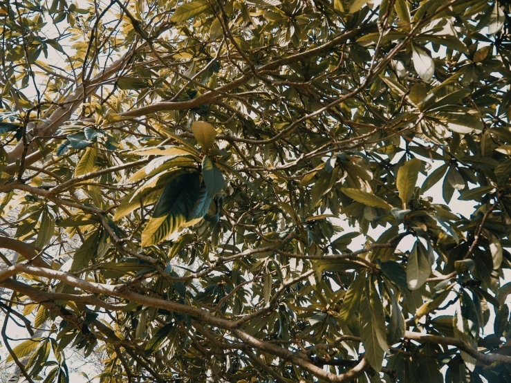 a bird sitting in a tree that has green leaves