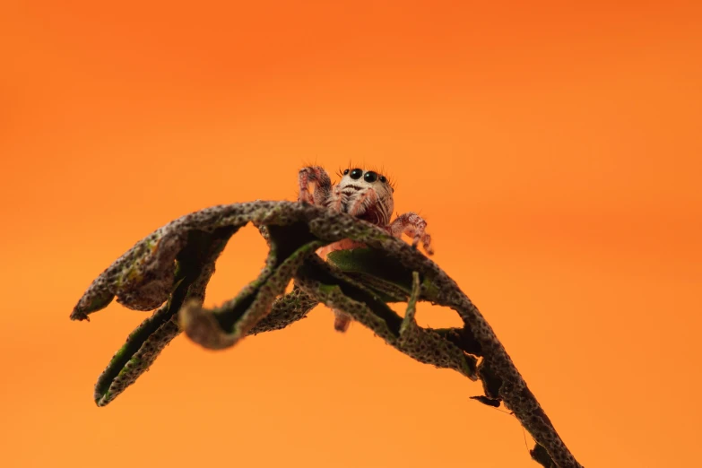 a small spider sitting on the side of a plant