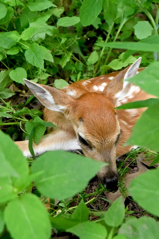 small young deer lying in thick foliage near plants