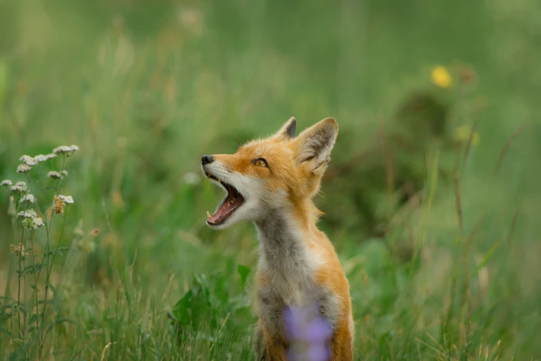 a young red fox yawning in a green field