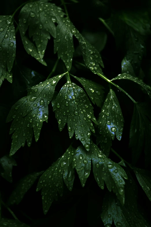 the leafy tree has very small drops of water on it