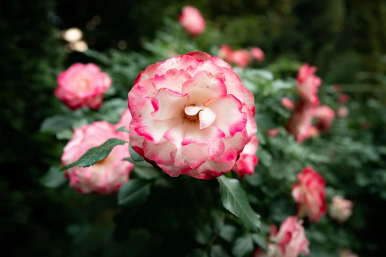 red and white flowers blooming in a garden