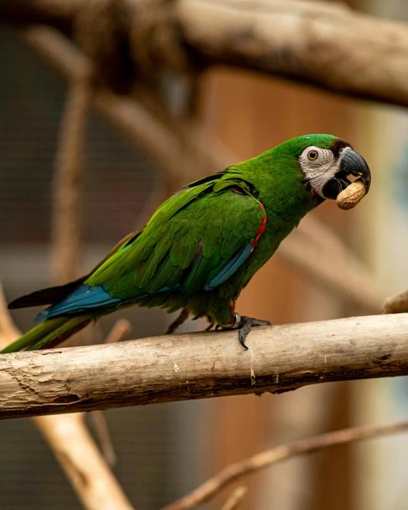 a green bird perched on a nch in a zoo