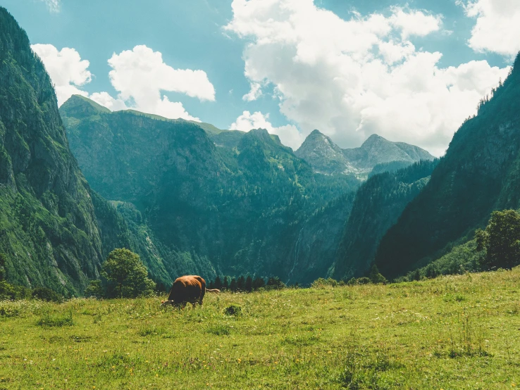 a cow in a large grassy field with mountains behind it