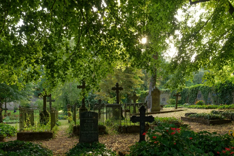 a cemetery in the shade of a tree