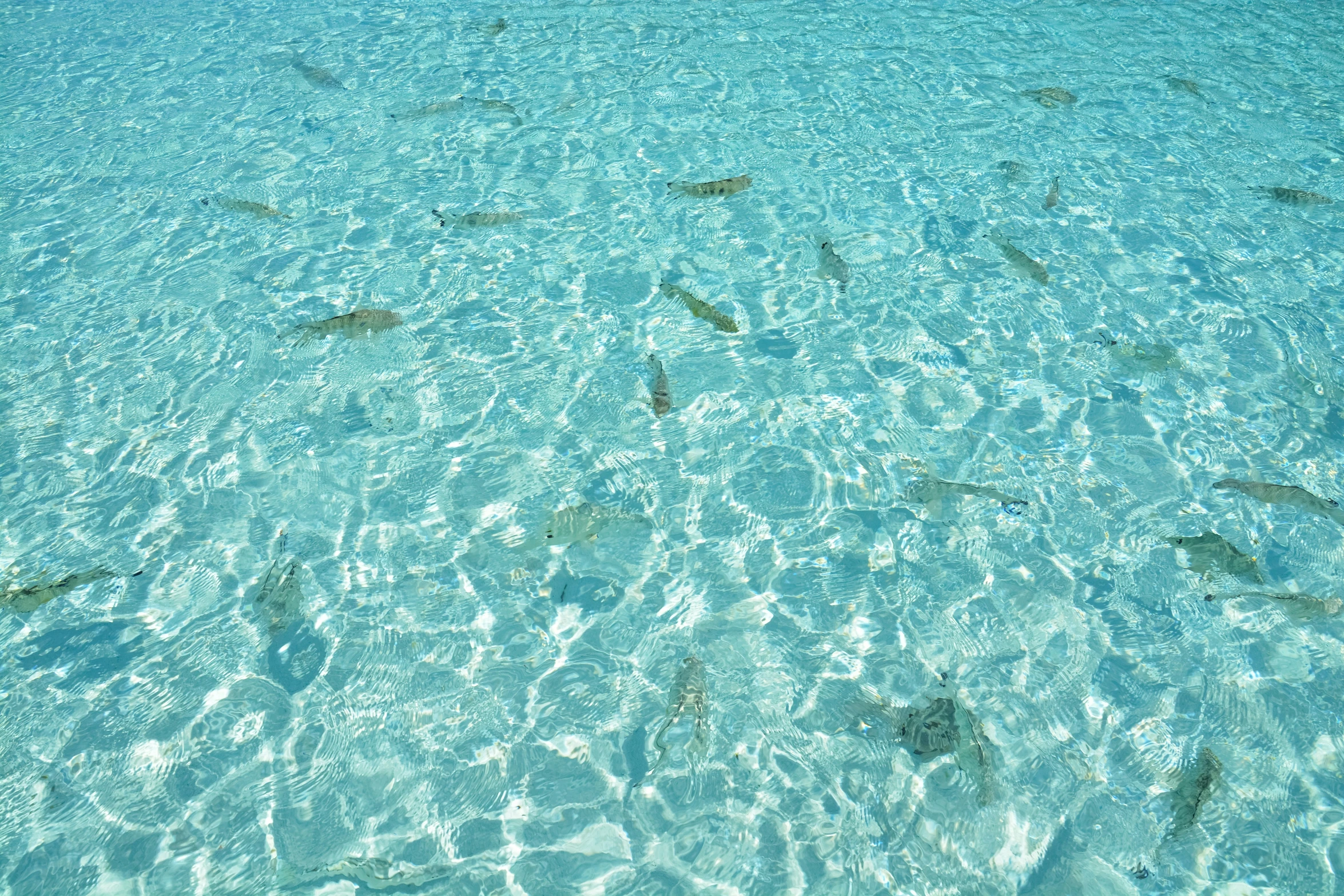 several fish are swimming in shallow water near a beach