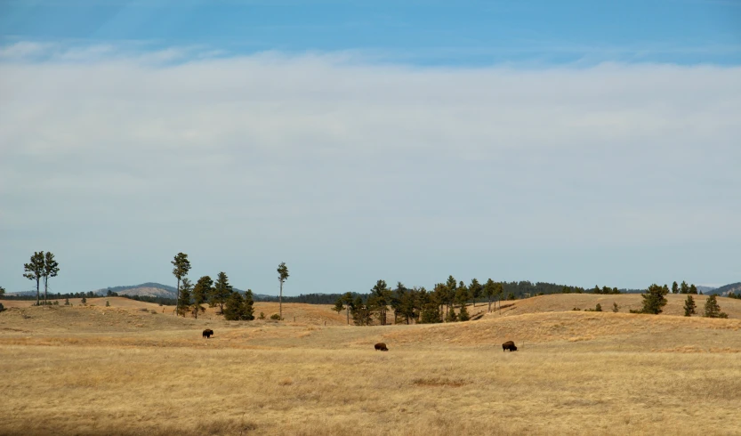 a group of elephants standing around in the grass