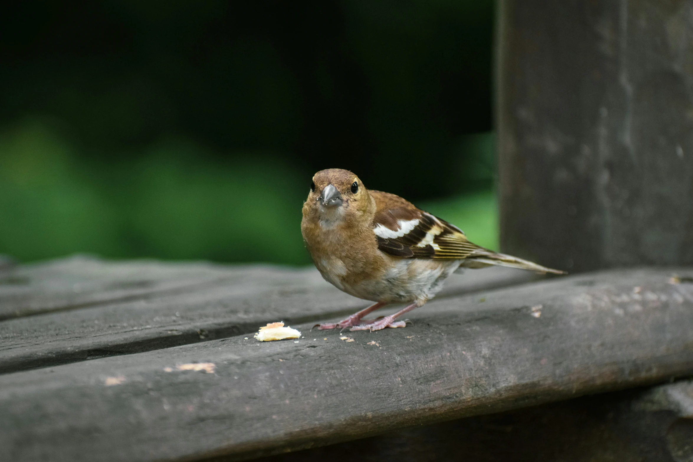 a small bird is eating food off the ground