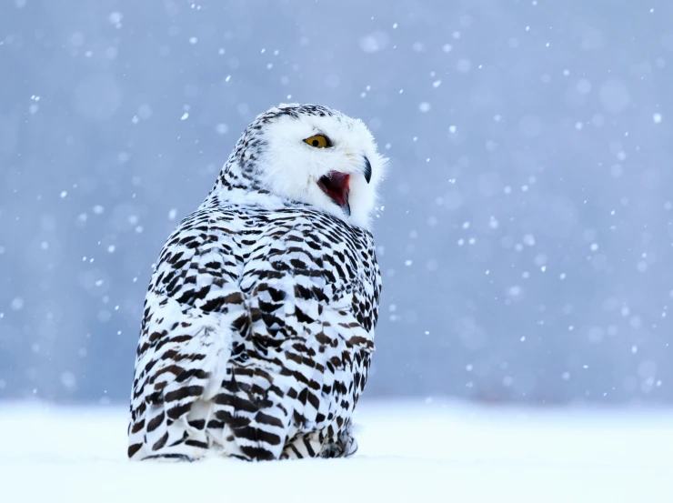 an owl with its mouth open standing in the snow