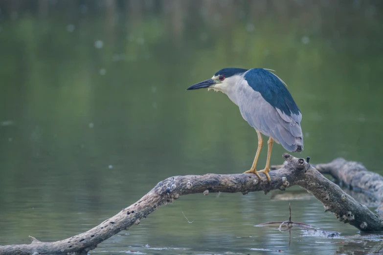 an image of a bird sitting on a nch