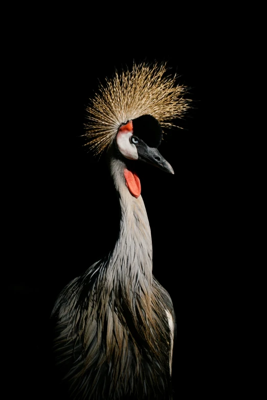 a black background is featured, which has a long neck and long legs and a large beak and red tipped head with a long yellow - plume on the face