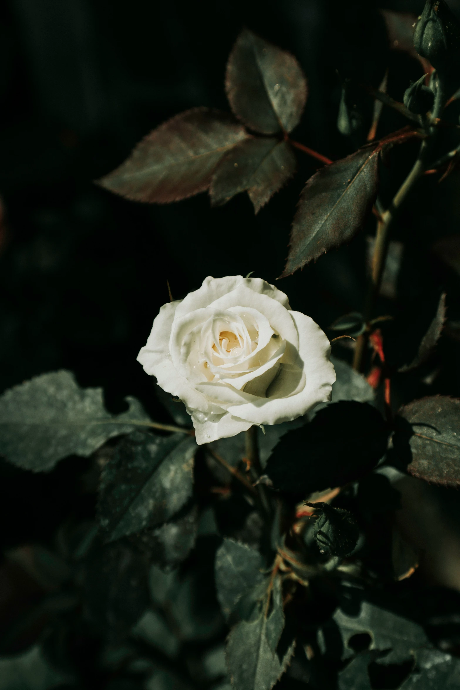 a close up of a white flower on a plant