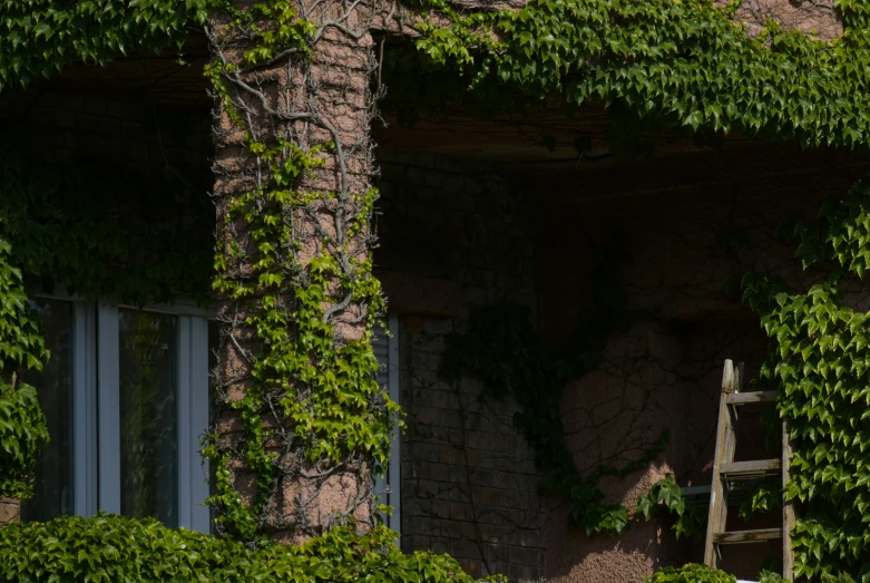 this image shows green ivy growing on a building