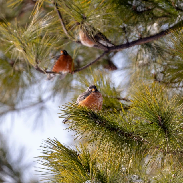 a small bird is sitting in a pine tree