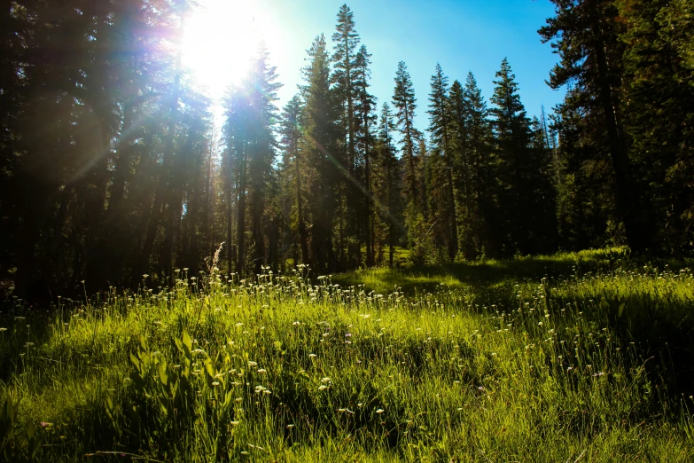 the sun shining through the trees in a green field