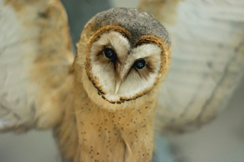 an owl with open wings looking straight ahead