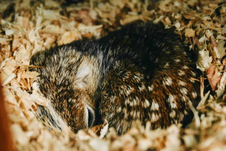 a small animal lying in the brown leaves