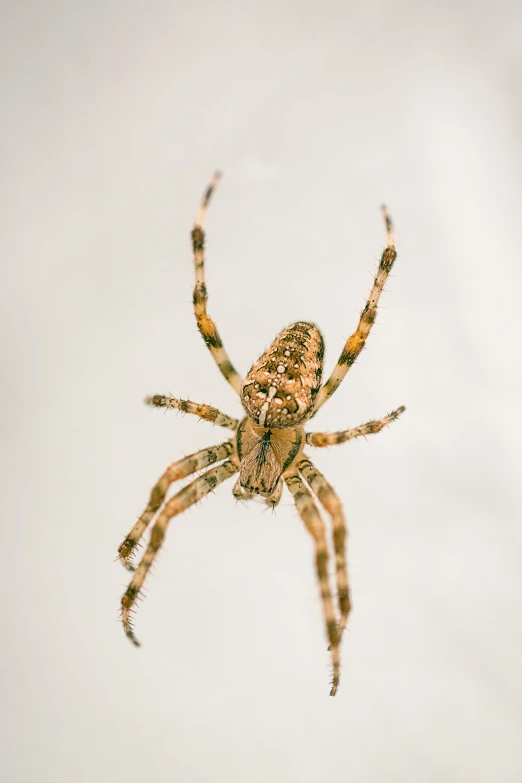 a close up of a spider on its back