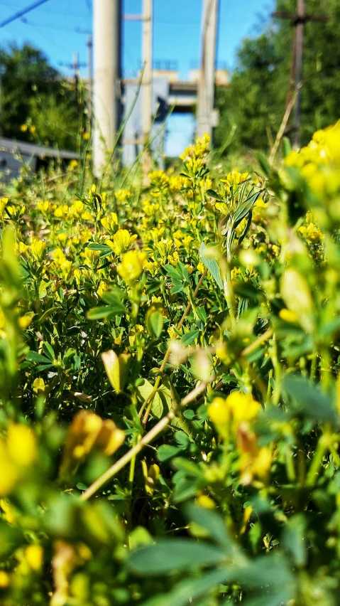 a view of a large field of yellow flowers with power lines behind it