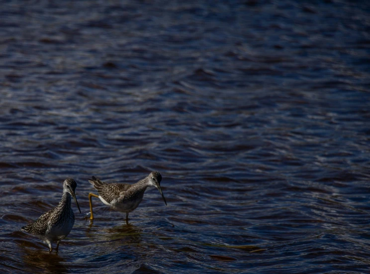 two small birds standing in the middle of water