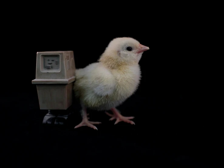 a small chicken sitting next to a phone