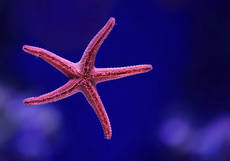 starfish in color against dark blue background