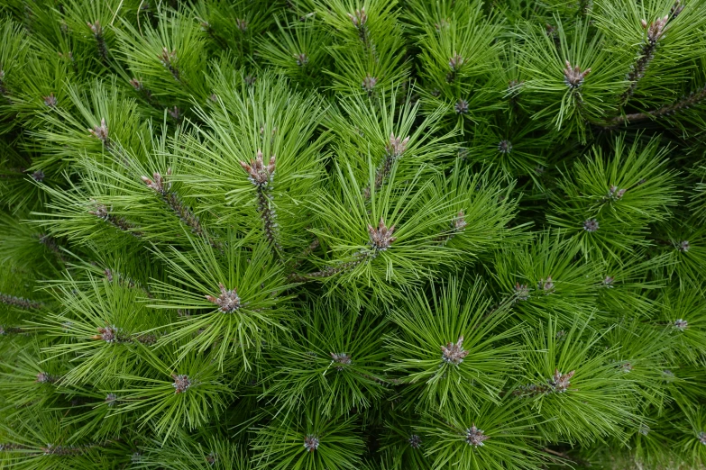 close - up of an evergreen tree nch in the forest