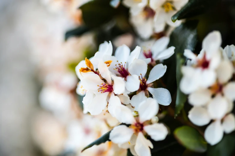 white flowers that are in some kind of plant