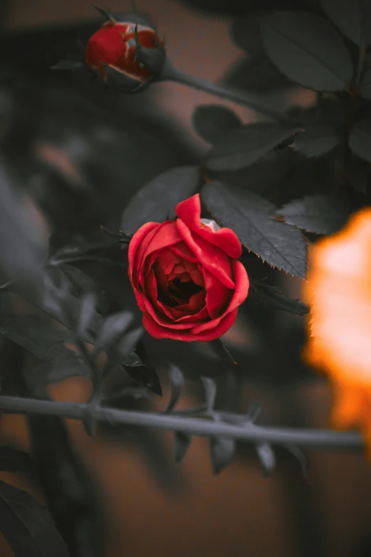 closeup of a single red rose with grey leaves