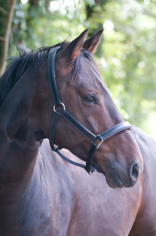 a brown horse with a bridle standing in a field