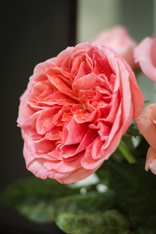 a pink rose is in a glass vase