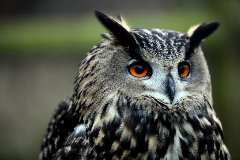 a close up view of an owl staring into the camera