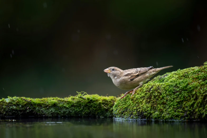 a bird sitting on top of a mossy green fence